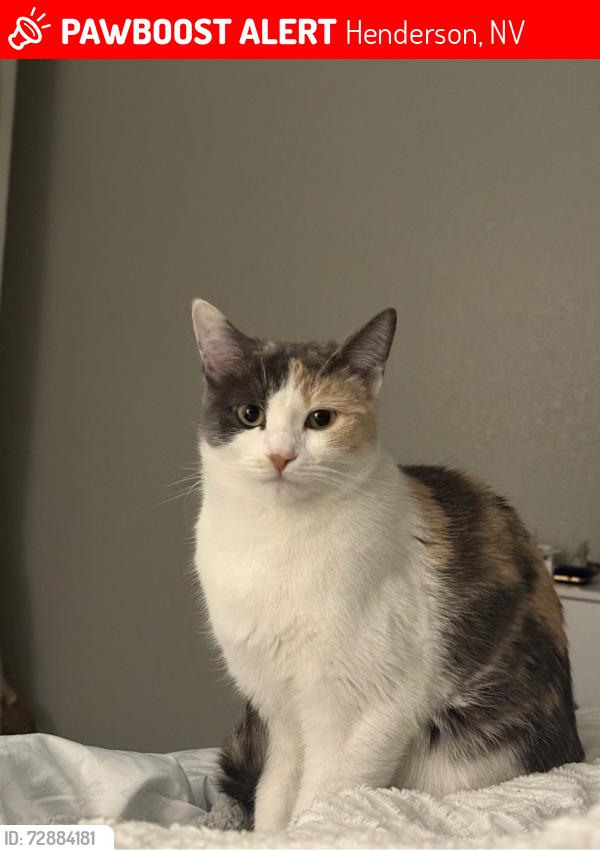 Lost Female Cat last seen Green valley , Henderson, NV 89014