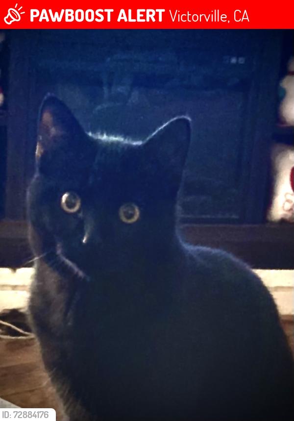 Lost Male Cat last seen Amargosa, Victorville, CA 92395