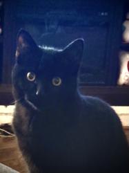 Lost Male Cat last seen Amargosa, Victorville, CA 92395