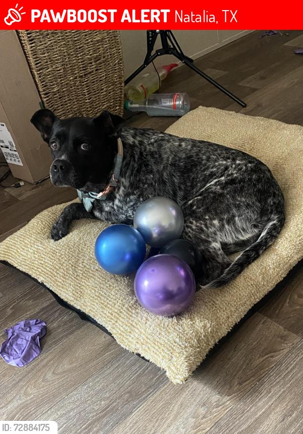 Lost Female Dog last seen County Road 6717, Natalia, TX 78059