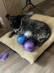 Lost Female Dog last seen County Road 6717, Natalia, TX 78059
