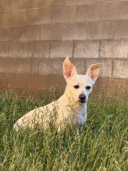 Found/Stray Female Dog last seen 9th street, Beaumont, CA 92223
