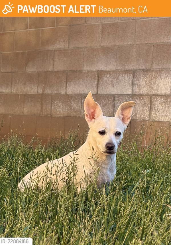 Found/Stray Female Dog last seen 9th street, Beaumont, CA 92223