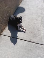 Lost Female Dog last seen Ohlone Park on Sacramento , Richmond, CA 94808