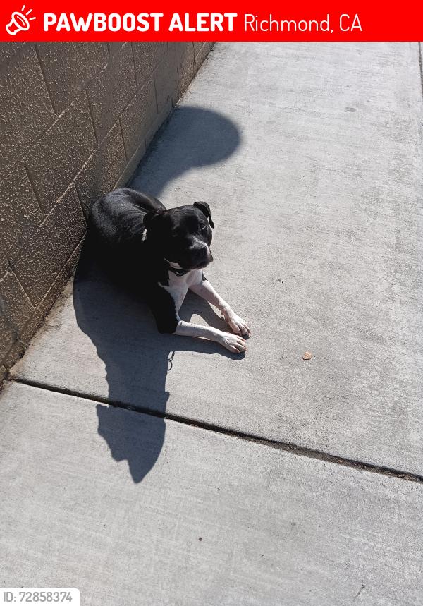 Lost Female Dog last seen Ohlone Park on Sacramento , Richmond, CA 94808