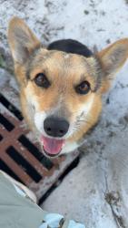 Lost Female Dog last seen County Rd 109, Johnson County, TX 76009