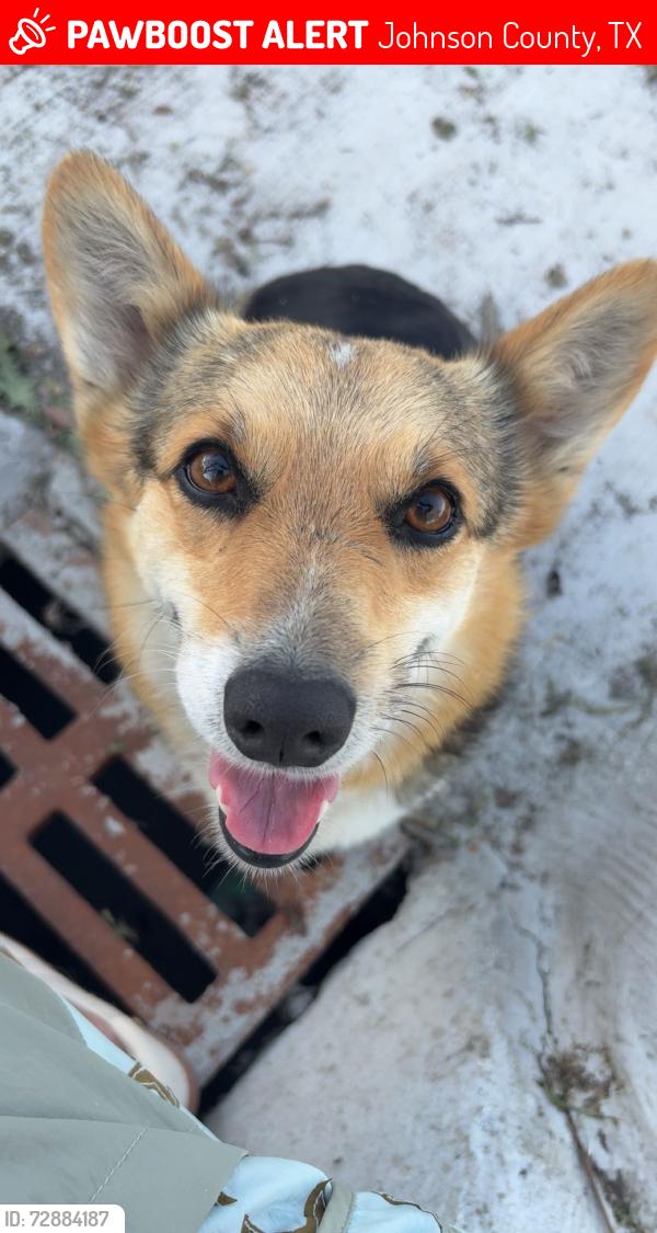 Lost Female Dog last seen County Rd 109, Johnson County, TX 76009