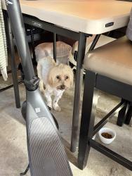 Found/Stray Unknown Dog last seen Vincente ct fremont ca, Fremont, CA 94536