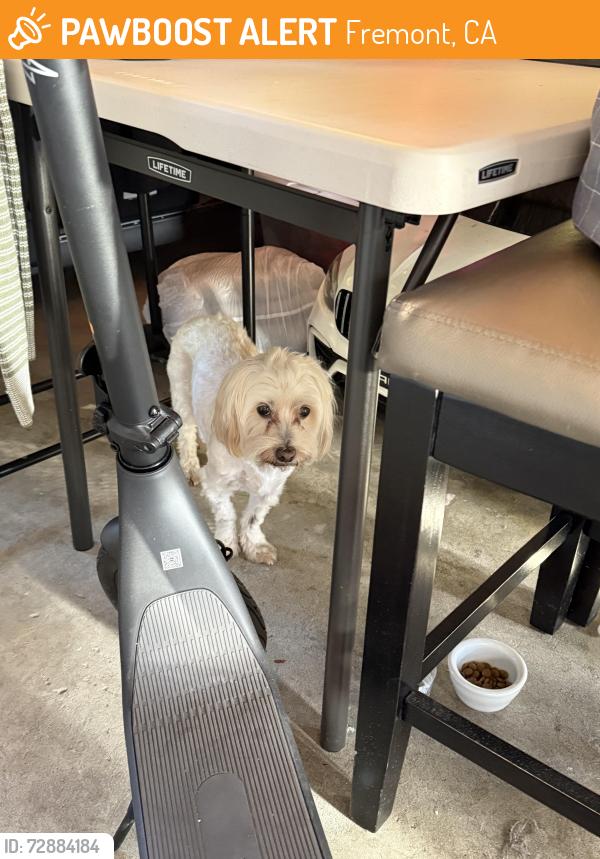 Found/Stray Unknown Dog last seen Vincente ct fremont ca, Fremont, CA 94536