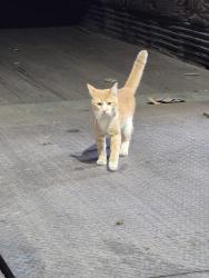 Found/Stray Male Cat last seen Mccook il, Chicago, IL 60632