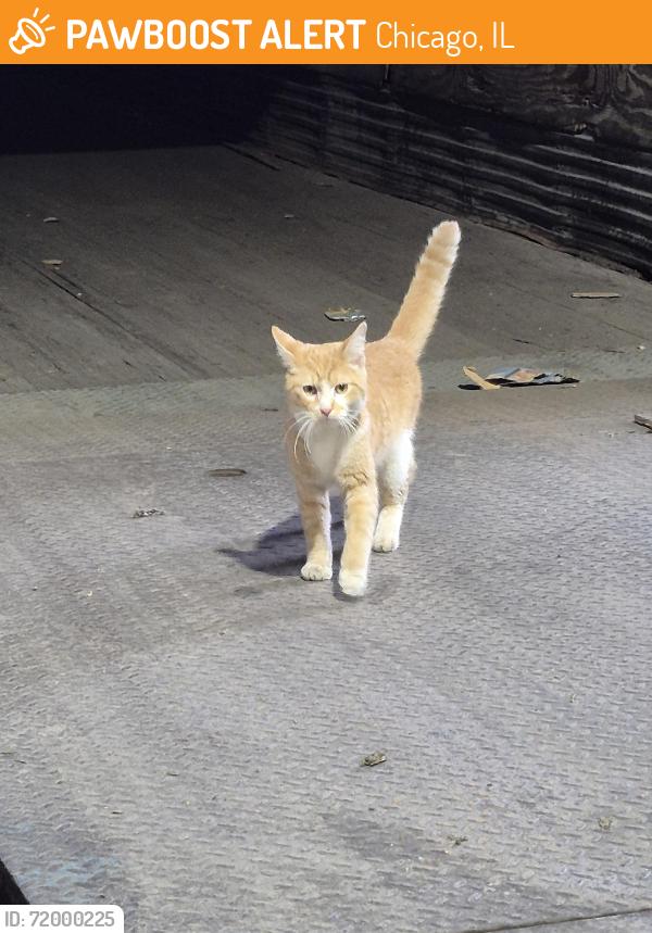 Found/Stray Male Cat last seen Mccook il, Chicago, IL 60632