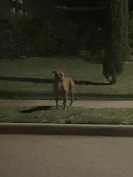 Found/Stray Unknown Dog last seen paragon way and olympia. running from north to south, Grand Prairie, TX 75052