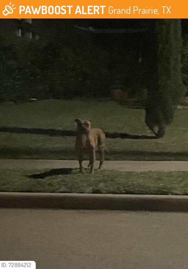Found/Stray Unknown Dog last seen paragon way and olympia. running from north to south, Grand Prairie, TX 75052