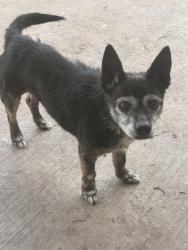 Lost Male Dog last seen 7/11 on pflugerville pkwy, Pflugerville, TX 78664