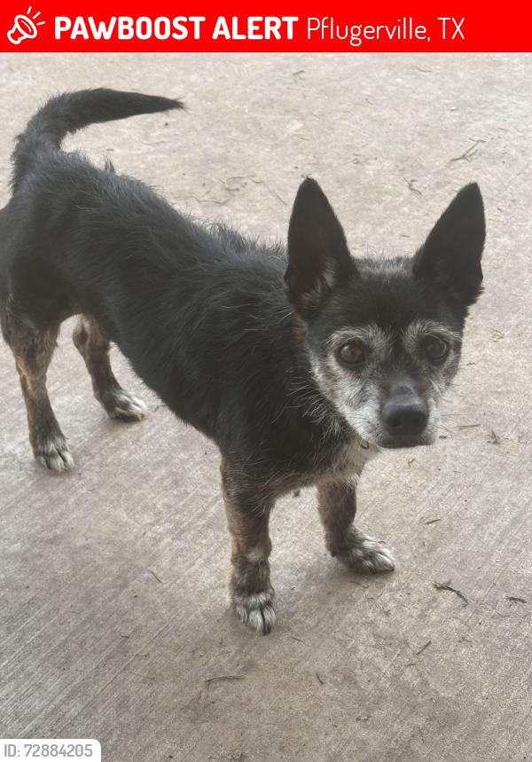 Lost Male Dog last seen 7/11 on pflugerville pkwy, Pflugerville, TX 78664