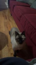Reunited Male Cat last seen Park Avenue and Boulevard east , Weehawken Township, NJ 07086
