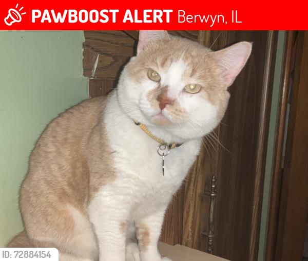 Lost Male Cat last seen Harvey and 27th street, Berwyn, IL 60402