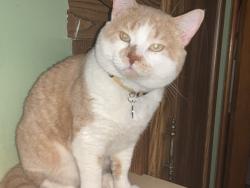 Lost Male Cat last seen Harvey and 27th street, Berwyn, IL 60402
