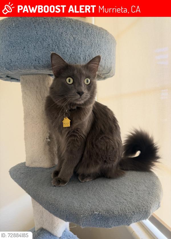 Lost Male Cat last seen Busman and Fallsgrove Avenue, Murrieta, CA 92563