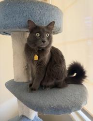 Lost Male Cat last seen Busman and Fallsgrove Avenue, Murrieta, CA 92563