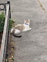 Found/Stray Unknown Cat last seen stuyvesant & bainbridge by the park, Brooklyn, NY 11203