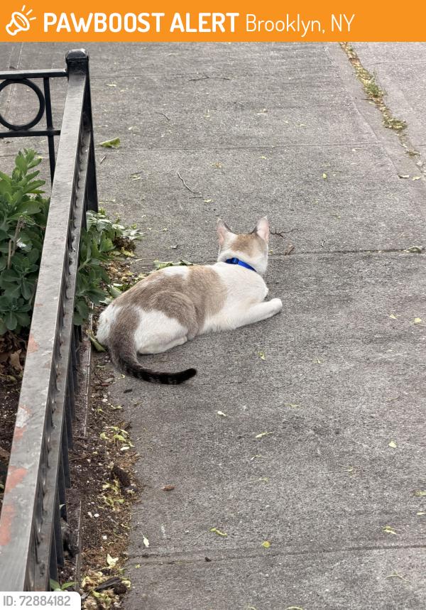 Found/Stray Unknown Cat last seen stuyvesant & bainbridge by the park, Brooklyn, NY 11203