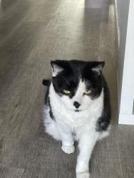 Lost Male Cat last seen Palisade Loop, Broomfield, CO 80023