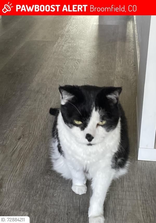Lost Male Cat last seen Palisade Loop, Broomfield, CO 80023