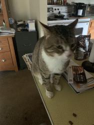 Reunited Male Cat last seen Ewald Liberty se , Salem, OR 97302