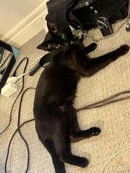 Lost Female Cat last seen Marlborough Ave St. Catharines and Prospect Ave St. Catharines, St. Catharines, ON L2M