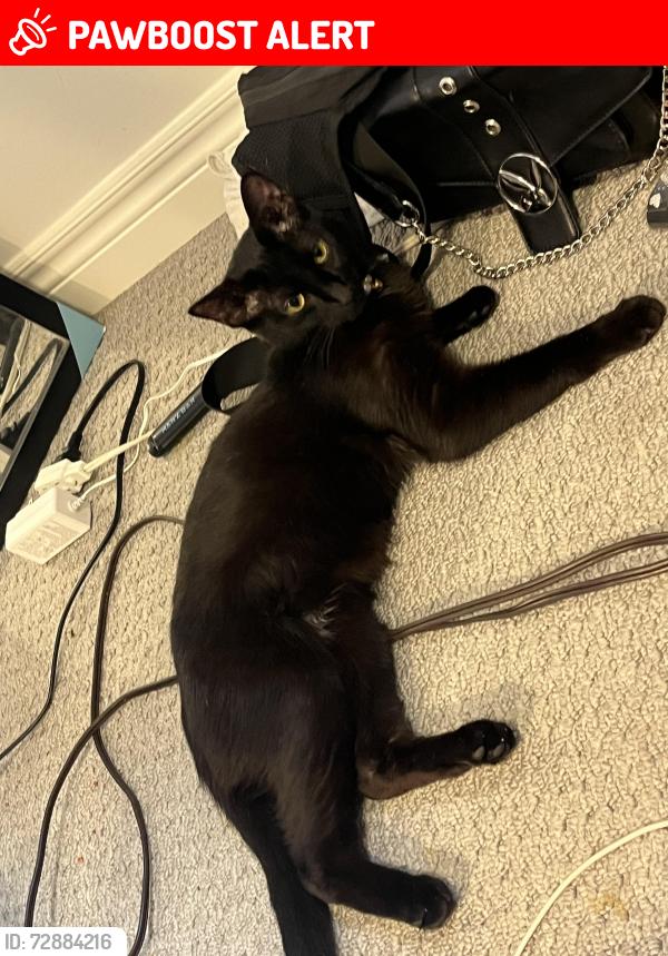 Lost Female Cat last seen Marlborough Ave St. Catharines and Prospect Ave St. Catharines, St. Catharines, ON L2M