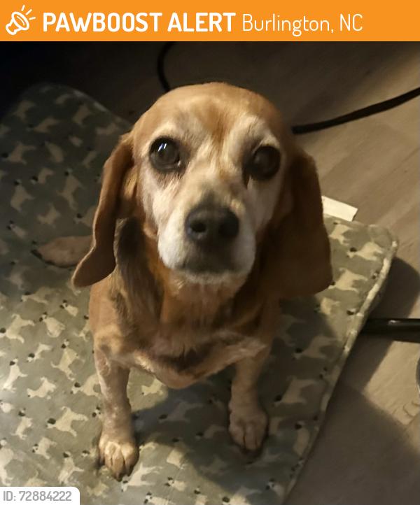 Found/Stray Female Dog last seen Near Deer Run Trl, Burlington, NC 27217