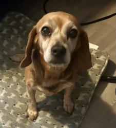 Found/Stray Female Dog last seen Near Deer Run Trl, Burlington, NC 27217