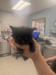 Shelter Stray Female Cat last seen Dallas, NC 28034, Gastonia, NC 28052
