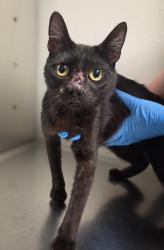 Shelter Stray Female Cat last seen Fine and Harvey, Fresno Zone Fresno CO 2 93727, CA, Fresno, CA 93706