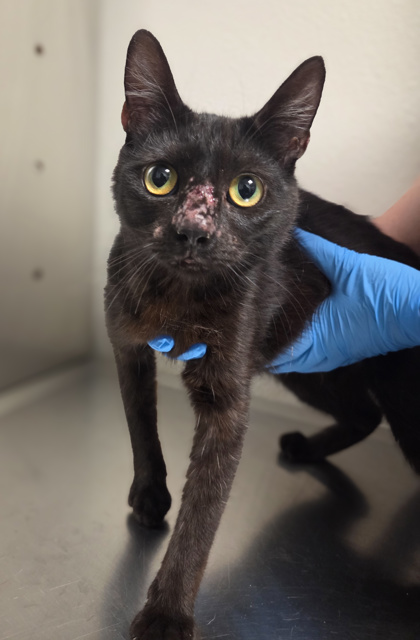 Shelter Stray Female Cat last seen Fine and Harvey, Fresno Zone Fresno CO 2 93727, CA, Fresno, CA 93706