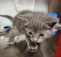 Shelter Stray Female Cat last seen Fine and Harvey, Fresno Zone Fresno CO 2 93727, CA, Fresno, CA 93706