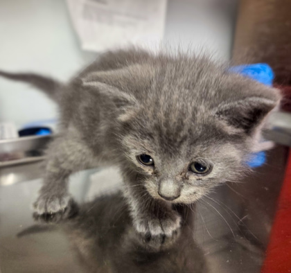 Shelter Stray Female Cat last seen Fine and Harvey, Fresno Zone Fresno CO 2 93727, CA, Fresno, CA 93706