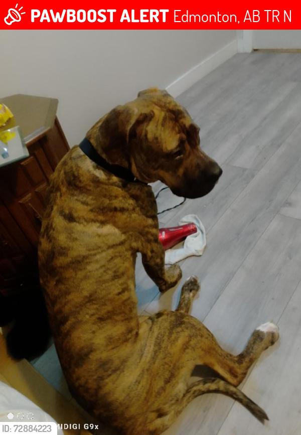 Lost Female Dog last seen Elmwood school, Edmonton, AB T5R 2N4