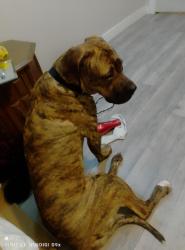 Lost Female Dog last seen Elmwood school, Edmonton, AB T5R 2N4