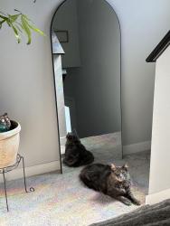 Lost Male Cat last seen Lisa lane, Toledo, OH 43611