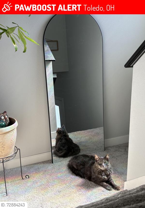 Lost Male Cat last seen Lisa lane, Toledo, OH 43611