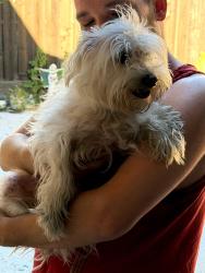Found/Stray Female Dog last seen Rumble road modesto ca , Modesto, CA 95355
