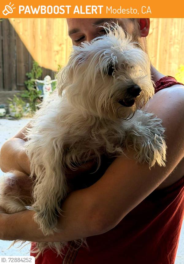 Found/Stray Female Dog last seen Rumble road modesto ca , Modesto, CA 95355