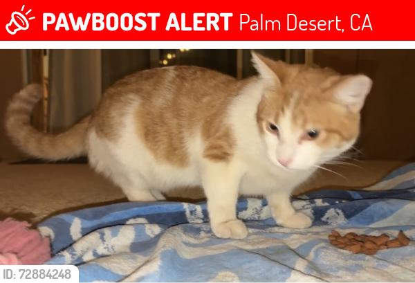 Lost Male Cat last seen Kansas and Wisconsin ave, Palm Desert, CA 92211