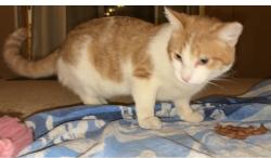Lost Male Cat last seen Kansas and Wisconsin ave, Palm Desert, CA 92211