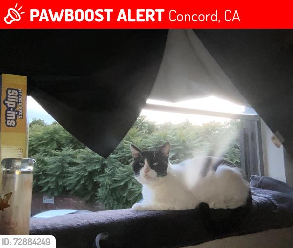 Lost Male Cat last seen Last seen on hillsborough court in concord , Concord, CA 94520