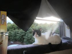 Lost Male Cat last seen Last seen on hillsborough court in concord , Concord, CA 94520