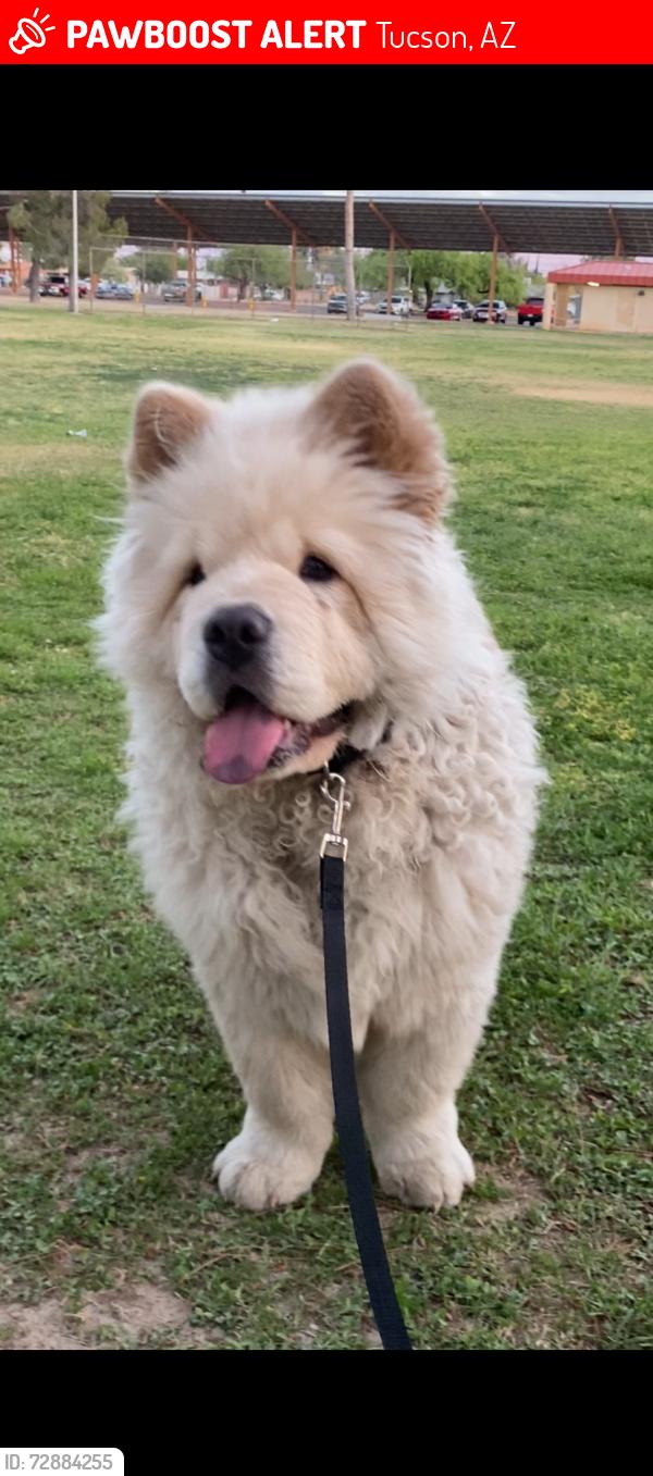 Lost Male Dog last seen Near w ajo way Tucson Arizona 85713, Tucson, AZ 85713