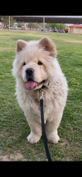 Lost Male Dog last seen Near w ajo way Tucson Arizona 85713, Tucson, AZ 85713